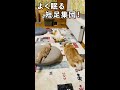 運動！食事！睡眠！が模範的な犬と猫 shorts