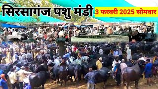 3 February 2025 Sirsaganj Pashu Mandi Firozabad Uttar Pradesh | सिरसागंज फिरोजाबाद पशु मेला