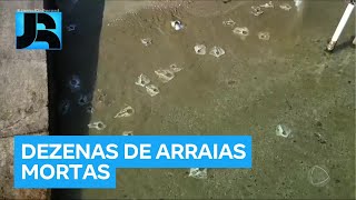 Minuto JR: Dezenas de arraias são encontradas mortas em praia de Salvador (BA)