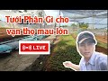 tưới phân gì cho vạn thọ con mau lớn - huỳnh thủy tinh vlog