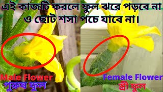 How to hand pollinate cucumbers. শসার হাত পরাগায়ন পদ্ধতি। শসার কৃত্রিম পরাগায়ন।  শসার পরাগায়ন।