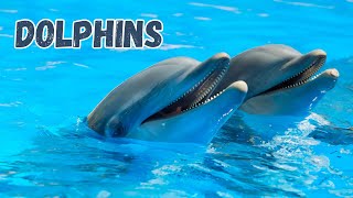 Dolphins Expert Shares Top Fun Facts for Kids