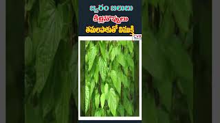 కీళ్లనొప్పులు తమలపాకుతో విముక్తి  | Joint Pain Relief with Tamarind  CVR Health News