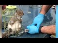 Chunky Squirrel Fat-Shamed for Getting Stuck in Bird Feeder #shorts