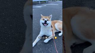 秋田犬-迅JIN- 笑顔のじん君 #秋田犬#10ヶ月#迅#akitainu#忠犬#イケメン