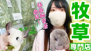 草食飼ってるなら絶対見て！牧草屋さんに色々聞いてみた！【JH後編】 うさぎ チンチラ モルモット デグー 不正咬合