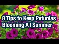 8 Tips to Keep Petunias Blooming All Summer#garden #indoorplanting #shorts #shorts #youtubeshorts