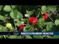 Morocco's strawberry production [Business Africa]