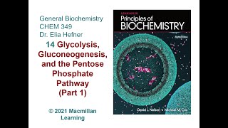 Chapter 14 - Glycolysis, Gluconeogenesis and the Pentose Phosphate Pathway Part 1