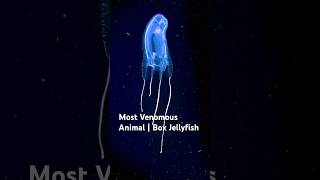 Most Venomous Animal | Box Jellyfish