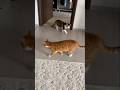 Kucing oyen kejutan | surprise orange cat #cats #kucingoyenlucu #kucingoyenbarbar #catlover #kucing