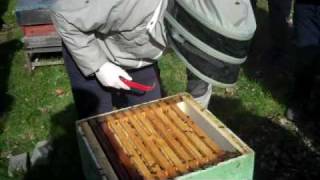 My first practical session as a beekeeper