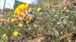 Kidney vetch (Anthyllis vulneraria) / Woundwort - 2013-06-09