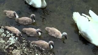 Friendly Swans (14.6.2012)