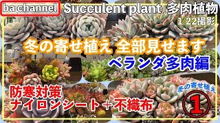 289{多肉植物} 冬の寄せ植え全部見せます💛①ベランダ多肉編 Succulent