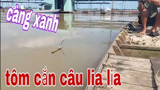 Câu Tôm Càng Xanh Sông Tiền Trúng Phải Ổ Tôm Càng Kéo Lên Lia Lịa # SĂN BẮT ĐỒNG THÁP #