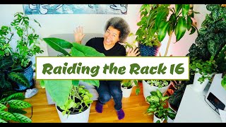 Raiding the Rack 16 - Ctenanthe burle marxii 'Amabilis' + More... Plant Haul