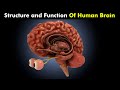Human Brain | Structure and Function of Human brain | How Human Brain Works?