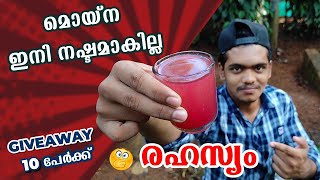 Moina Secret💡Tips and Tricks  100% Success മൊയ്ന ഇനി നഷ്ടമാകില്ല 10 പേർക്ക് 🤩💥Giveaway🎁✨