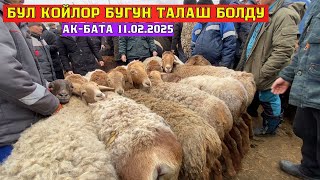 😱🔥КОЙЛОР ТАЛАШ БОЛУП🔥 | АК-БАТА МАЛ БАЗАРЫ | 11.02.2025