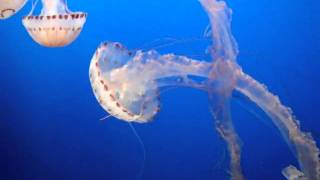 DSC28179, Purple-Striped Jelly, Chrysaora Colorata, Monterey Bay Aquarium, Monterey, California, USA