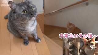 先住猫と仲良くなりたくて「一緒に遊ぼう！」と話しかける猫 ＆ 卒業生のその後…