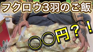 【飼育方法】フクロウ3羽!!1ヶ月の食費代がなかなかの値段だった、、、