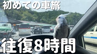 オカメインコ　初めての車旅