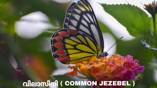 വിലാസിനി ( COMMON JEZEBEL )