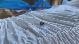 Experts report more calls for fly control in Lubbock