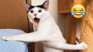 Funniest Animals 😄 New Funny Cats and Dogs s 😹🐶 - Part 17