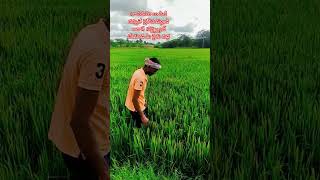 #farmerlife #farmer #agriculture #రైతు బిడ్డ#🌾🌾🌾🌾🌾🌾🌾