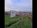 spurensuche wie im krimi zinfandel von der bergstraße heppenheim