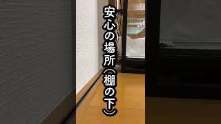 白蛇の安心する場所 #shorts