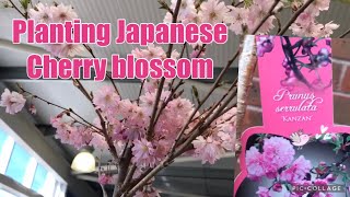 Planting Japanese Cherry blossom | Prunus Serrulata | Kanzan Cherry #prunus #japanesecherryblossom