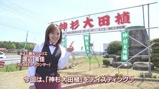 【みよし観光ソムリエ】5月20日放送「神杉大田植」をテイスティング♪