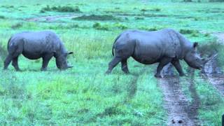 Nashörner - bedroht und selten -- Safaris durch Kenia und Tansania