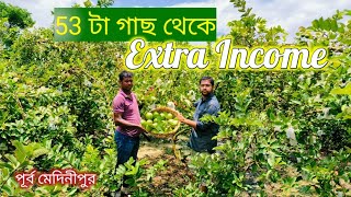 যদি Extra Income করতে চান তাহলে এই চাষ করতে পারেন || Guava Farming Business || Medinipur