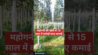 Mahogany ki kheti|| महोगनी की खेती के कैसे करें #agriculture #shortvideo #farming  #shivashakti