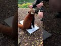 Aussie zoo turns animals into artists