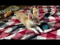 cute fennec fox squeals and squeaks wagging tail sound on