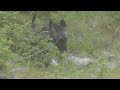 the enigmatic black fox of anticosti island