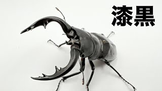 奄美大島に生息する日本で1番巨大になるノコギリクワガタが羽化しました！ Black stag beetle hatched!