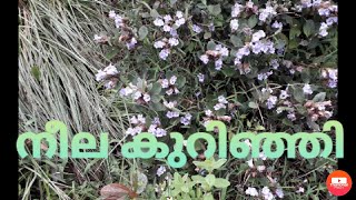 #akivascorner നീല കുറിഞ്ഞി neelakurinji