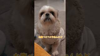 ブツブツ話の途中に邪魔が入られる犬 #シーズー #喋る犬 #かわいい