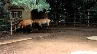 [HD 1080p]Przewalski's Wild Horse(Equus ferus przewalskii) / モウコノウマ(蒙古野馬)