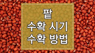 2023년 팥 수확시기 및 수확방법, 저장방법 알아보기