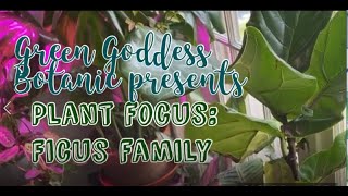 Plant Focus: Ficus Family