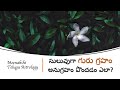 🌷How to get the grace of Guru graha (Brihaspati)?  || Meenakshi Telugu Astrology || Astrotips🌷