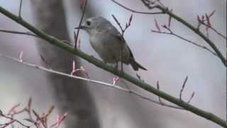 野鳥撮影・ 春のキクイタダキ　Goldcrest